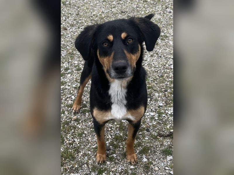 Orelle, geb. ca. 05/2024, lebt in GRIECHENLAND, auf einem Gelände, auf dem die Hunde notdürftig vers