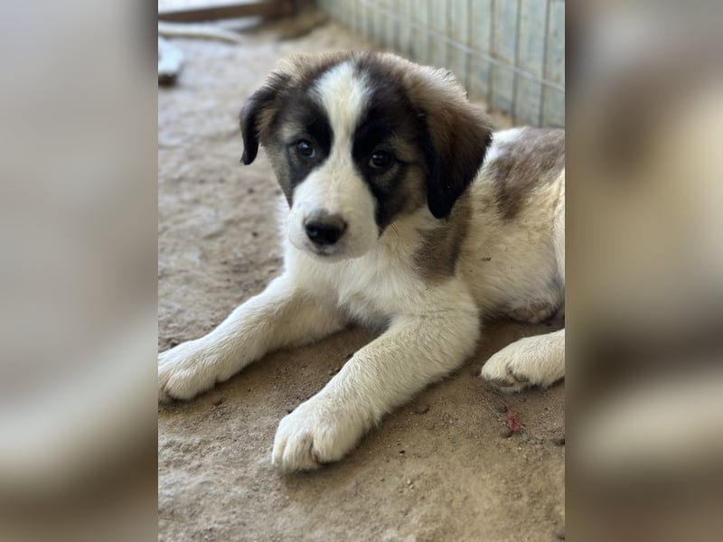 Lexya, geb. ca. 02/2025, lebt in GRIECHENLAND, auf einer privaten Pflegestelle