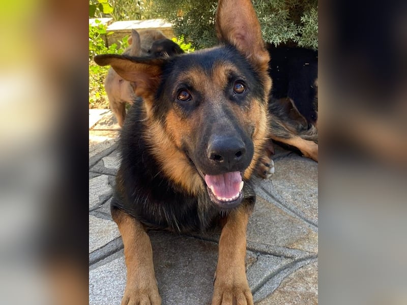 Malta, geb. ca. 07/2024, lebt in GRIECHENLAND, auf einer privaten Pflegestelle