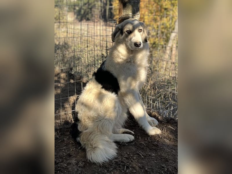 Sally Brown, geb. ca. 12/2023, lebt in GRIECHENLAND, auf einer privaten Pflegestelle
