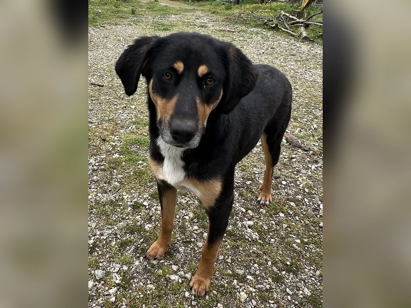 Orelle, geb. ca. 05/2024, lebt in GRIECHENLAND, auf einem Gelände, auf dem die Hunde notdürftig vers