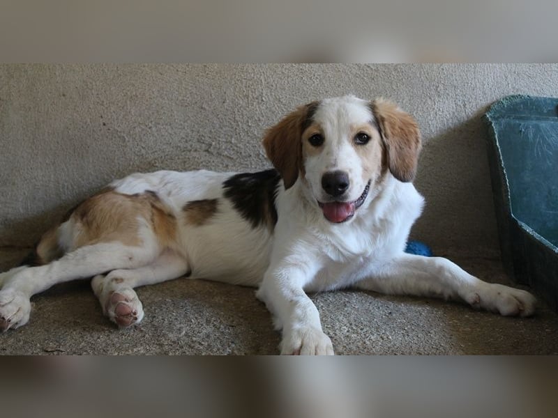 Katra, geb. ca. 04/2025, lebt in GRIECHENLAND, im städt. Tierheim Serres