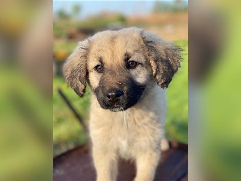 Hermine Granger, geb. ca. 12/2023, lebt in GRIECHENLAND, im städt. Tierheim Serres