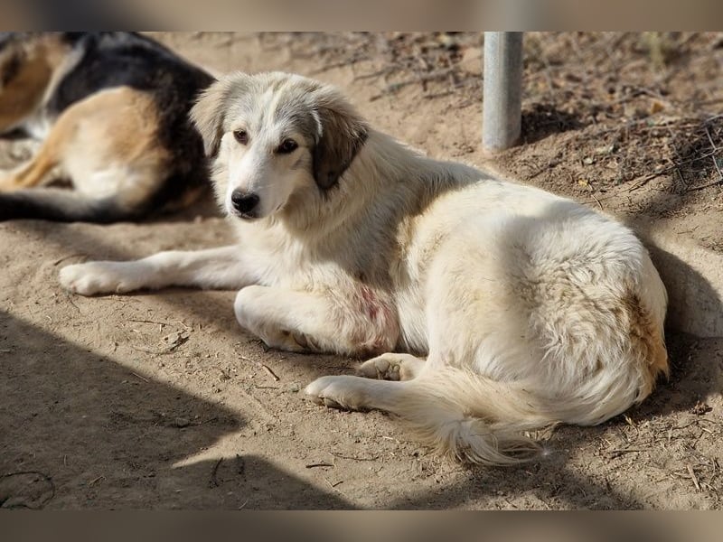 Shirin, geb. ca. 02/2024, lebt in GRIECHENLAND, im städt. Tierheim Serres