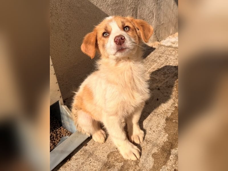 Josefine, geb. ca. 12/2025, lebt in GRIECHENLAND, im städt. Tierheim Serres