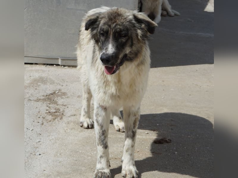 Ludmilla, geb. ca. 05/2025, lebt in GRIECHENLAND, im städt. Tierheim Serres