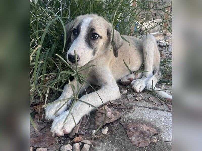 Maliya, geb. ca. 04/2025, lebt in GRIECHENLAND, auf einer privaten Pflegestelle