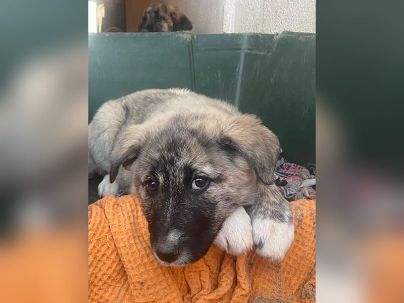 Soya, geb. ca.10/2025, lebt in GRIECHENLAND, im städt. Tierheim Serres