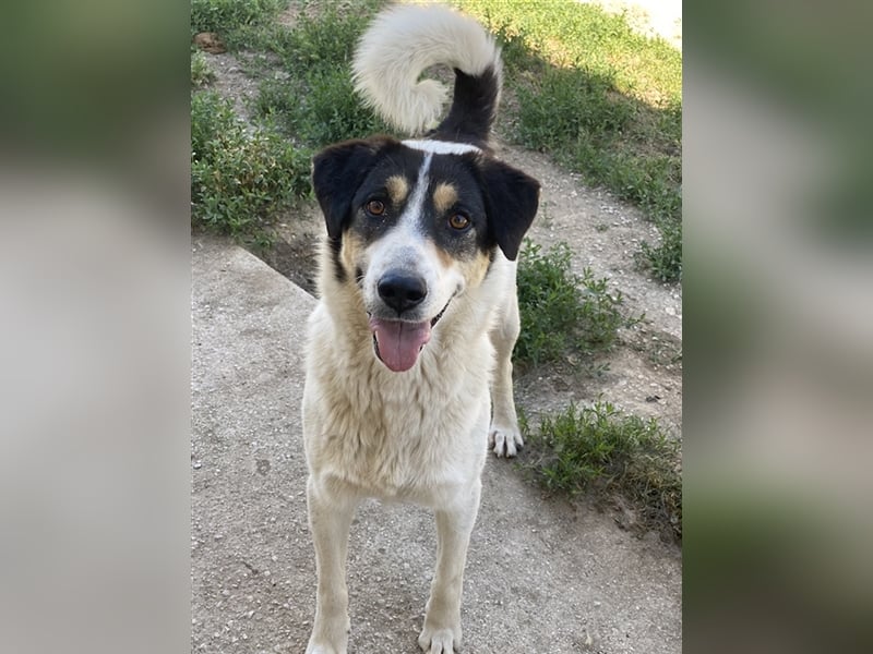 Fanny, geb. ca. 04/2021, lebt in GRIECHENLAND, im städt. Tierheim Serres