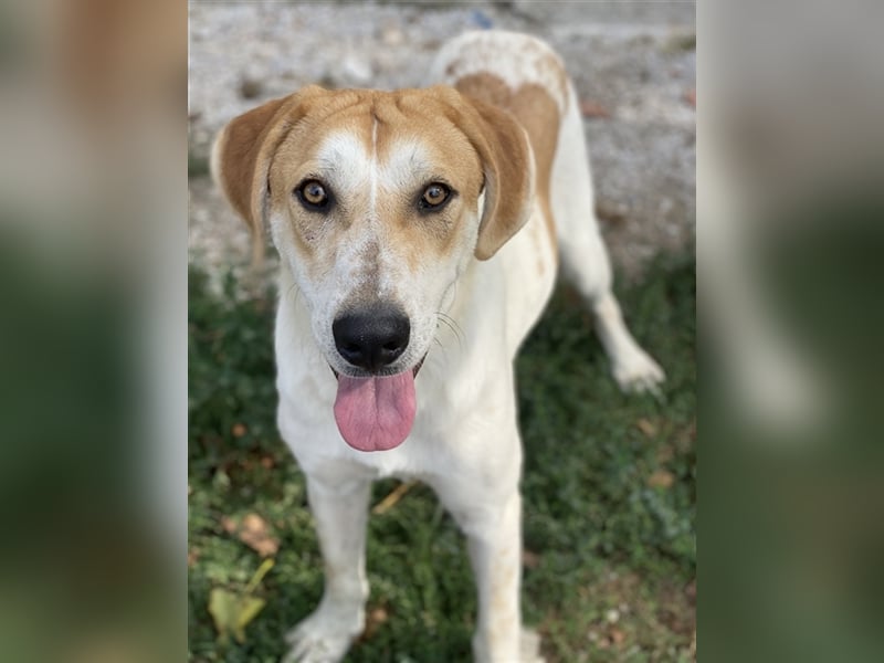 Roxi, geb. ca. 11/2022, lebt in GRIECHENLAND, im städt. Tierheim Serres