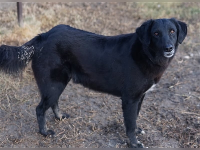 Swarzi, geb. 02/2018, lebt in GRIECHENLAND, im städt. Tierheim Serres
