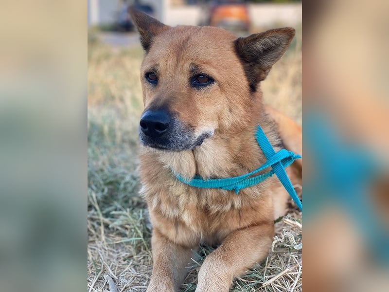 Foxita, geb. ca. 04/2020, lebt in GRIECHENLAND, im städt. Tierheim Serres