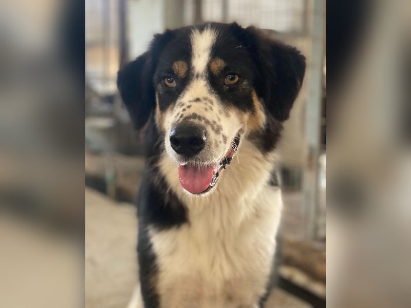 Xanda, geb. ca. 03/2023, lebt in GRIECHENLAND, im städt. Tierheim Serres