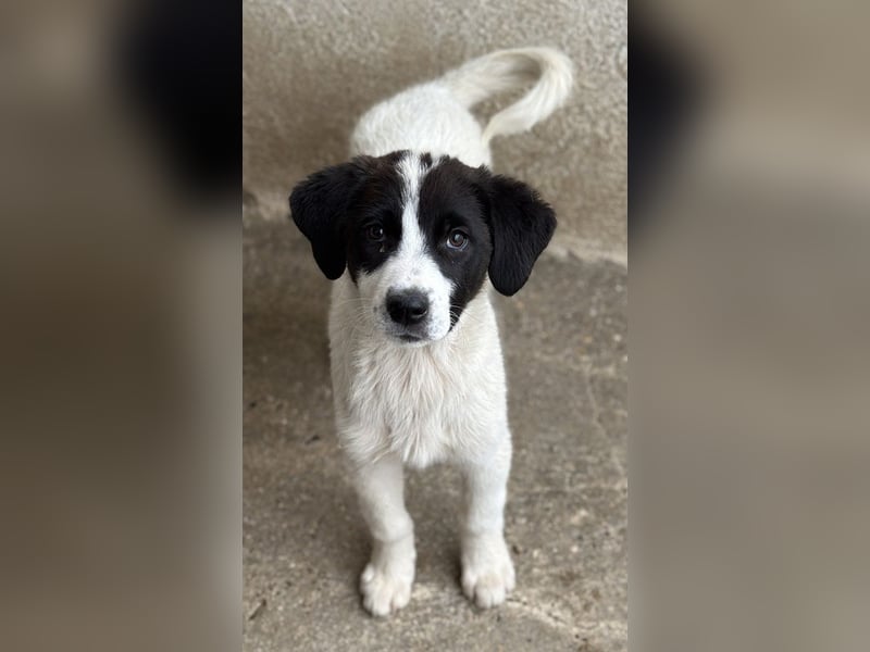 Zenzi, geb. ca. 01/2025, lebt in GRIECHENLAND, im städt. Tierheim Serres