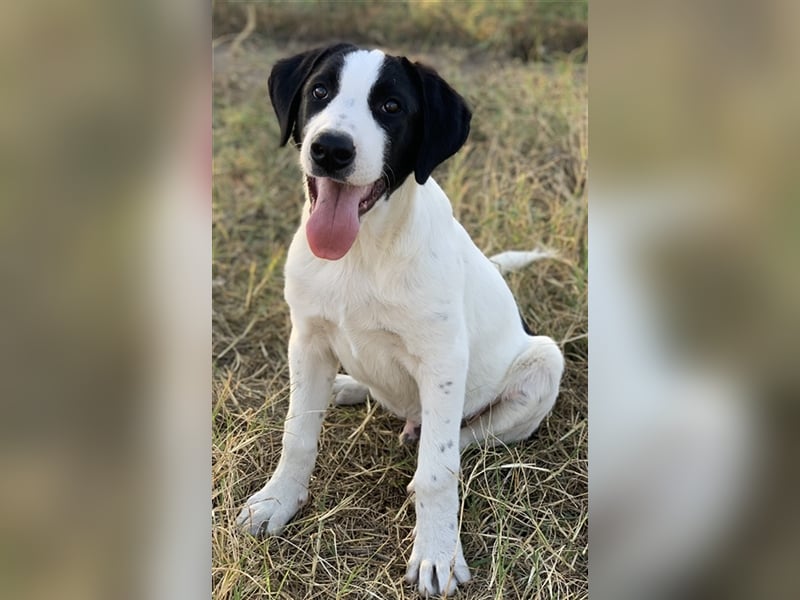 Rico, geb. ca. 05/2022, lebt in GRIECHENLAND, auf einer privaten Pflegestelle