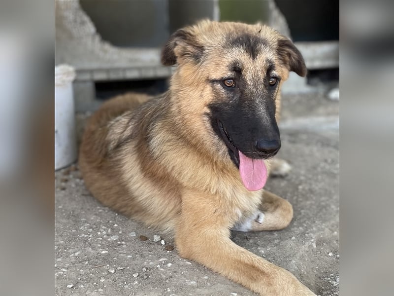 Thumper, geb. ca. 01/2022, lebt in GRIECHENLAND, im städt. Tierheim Serres