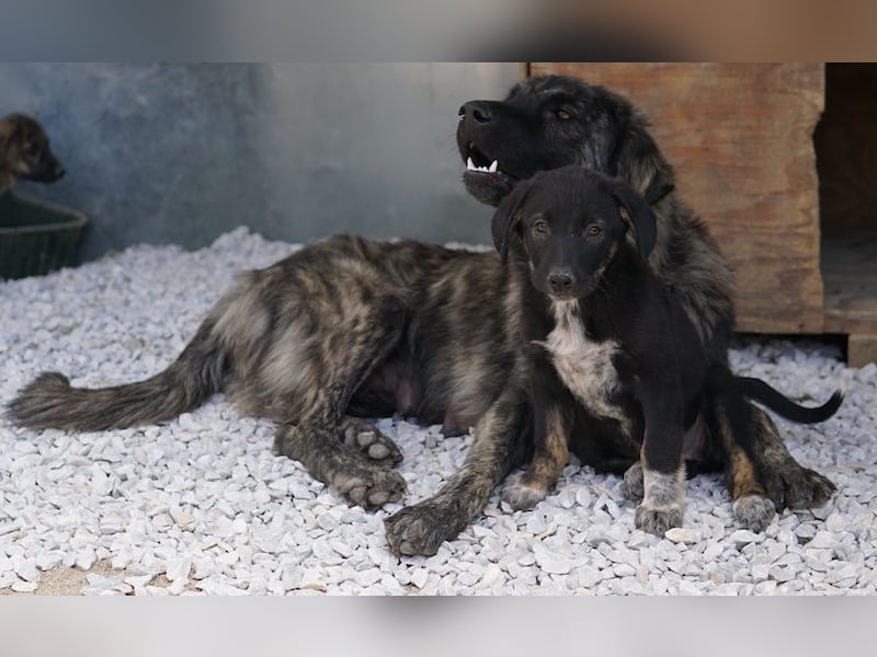 Louisa, geb. ca. 12/2023, lebt in GRIECHENLAND, im städt. Tierheim Serres