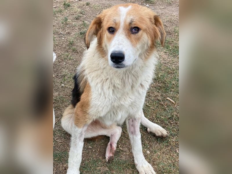 Carys, geb. ca. 10/2024, lebt in GRIECHENLAND, im städt. Tierheim Serres