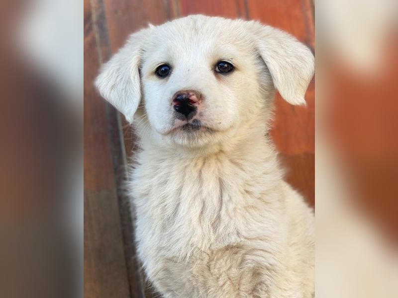 Saki, geb. ca. 03/2026 , lebt in GRIECHENLAND, auf einer privaten Pflegestelle