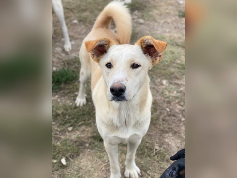 Kalena, geb. ca. 01/2025, lebt in GRIECHENLAND, im städt. Tierheim Serres