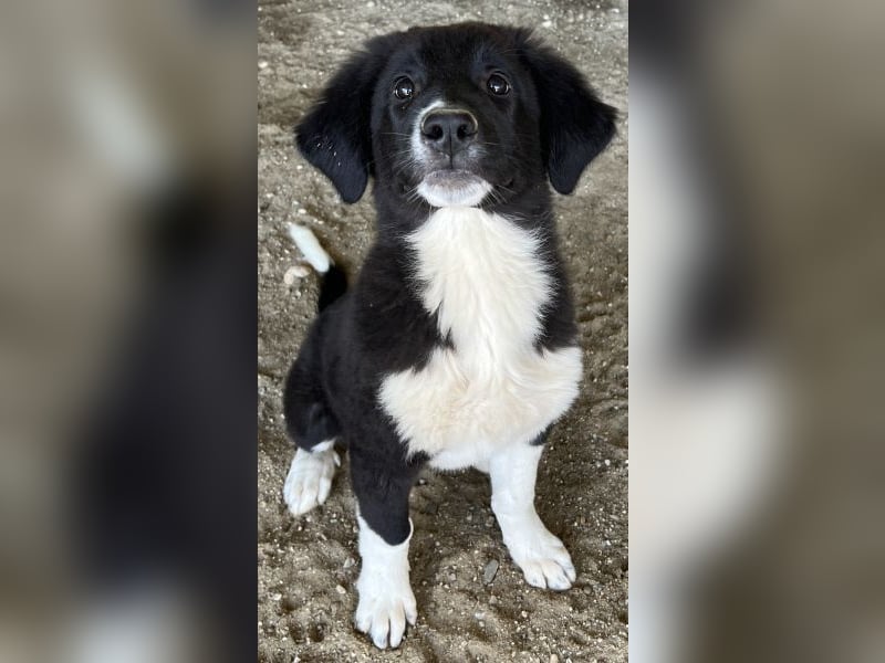 Lotti, geb. ca. 07/2025, lebt in GRIECHENLAND, auf einer privaten Pflegestelle