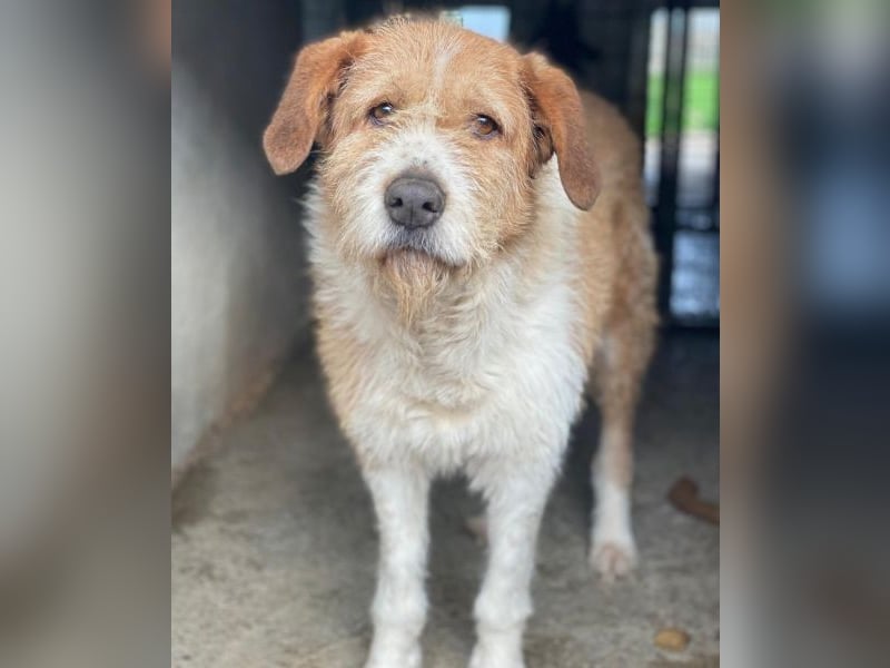 Yvaine, geb. ca. 05/2024, lebt in GRIECHENLAND, im städt. Tierheim Serres