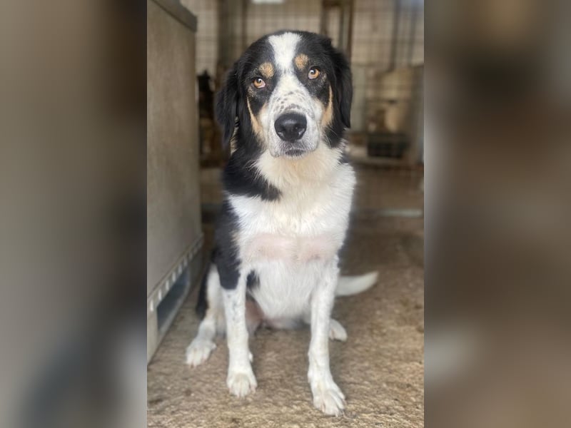 Xanda, geb. ca. 03/2023, lebt in GRIECHENLAND, im städt. Tierheim Serres