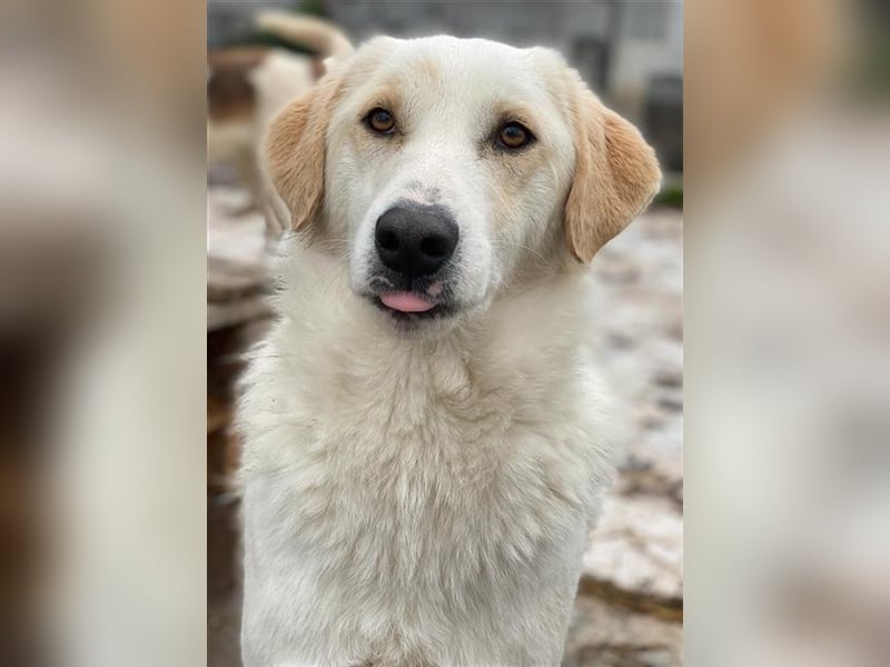 Nami, geb. ca. 12/2019, lebt in GRIECHENLAND, im städt. Tierheim Serres