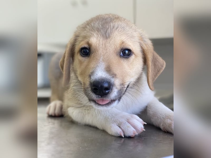 Padme, geb. ca. 04/2024, lebt in GRIECHENLAND, im städt. Tierheim Serres