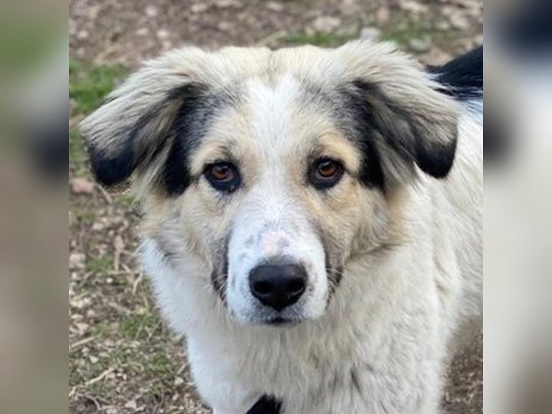 Peggy Jean, geb. ca. 12/2023, lebt in GRIECHENLAND, auf einer privaten Pflegestelle