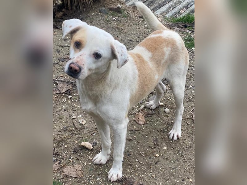 Lono, geb. ca. 06/2020, lebt in GRIECHENLAND, auf einer privaten Pflegestelle