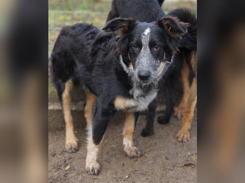 Talom, geb. ca. 03/2022, lebt in GRIECHENLAND, auf einer privaten Pflegestelle