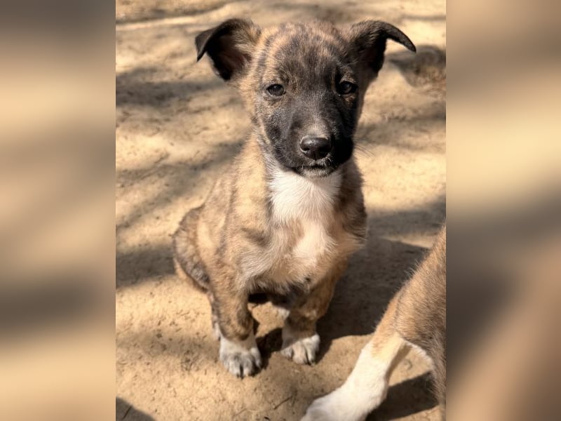 Candara, geb. ca. 12/25, lebt in GRIECHENLAND, auf einer privaten Pflegestelle