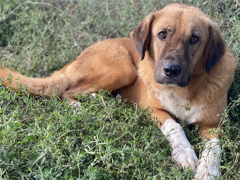 Maletto, geb. ca. 09/2018, lebt in GRIECHENLAND, im städt. Tierheim Serres