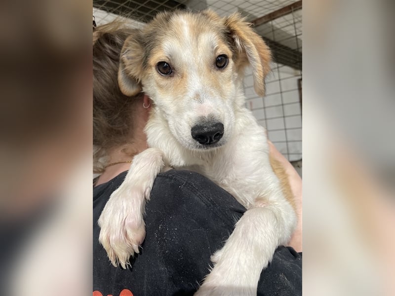 Fichte, geb. ca. 07/2023, lebt in GRIECHENLAND, im städt. Tierheim Serres