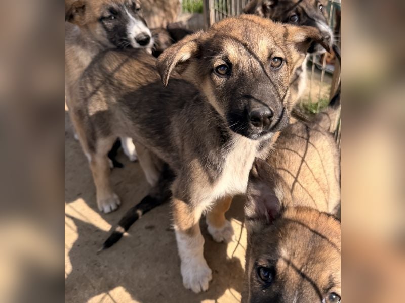 Goudy, geb. ca. 12/25, lebt in GRIECHENLAND, auf einer privaten Pflegestelle