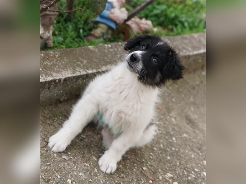 Lady, geb. ca. 12/2023, lebt in GRIECHENLAND, auf einem Gelände, auf dem die Hunde notdürftig versor