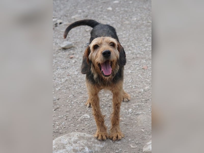 Yasko, geb. ca. 11/2022, lebt auf einer Pflegestelle in 44649 Herne