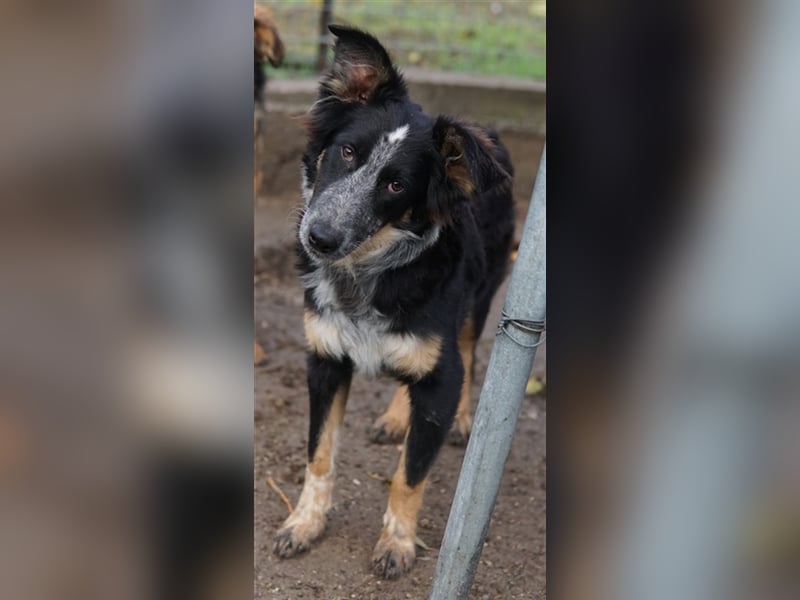 Talom, geb. ca. 03/2022, lebt in GRIECHENLAND, auf einer privaten Pflegestelle