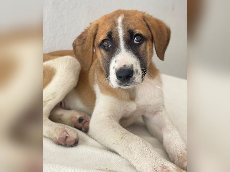 Juno, geb. 03/2025, lebt in GRIECHENLAND, im städt. Tierheim Serres