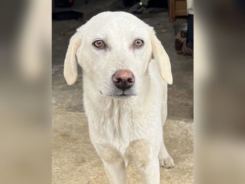 Nomi, geb. ca. 10/2024, lebt in GRIECHENLAND, auf einer privaten Pflegestelle