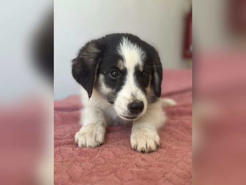 Colada, geb. ca. 05/2026, lebt in GRIECHENLAND, im städt. Tierheim Serres