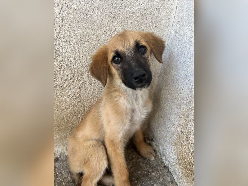 Cindy, geb. ca. 03/2026, lebt in GRIECHENLAND, im städt. Tierheim Serres