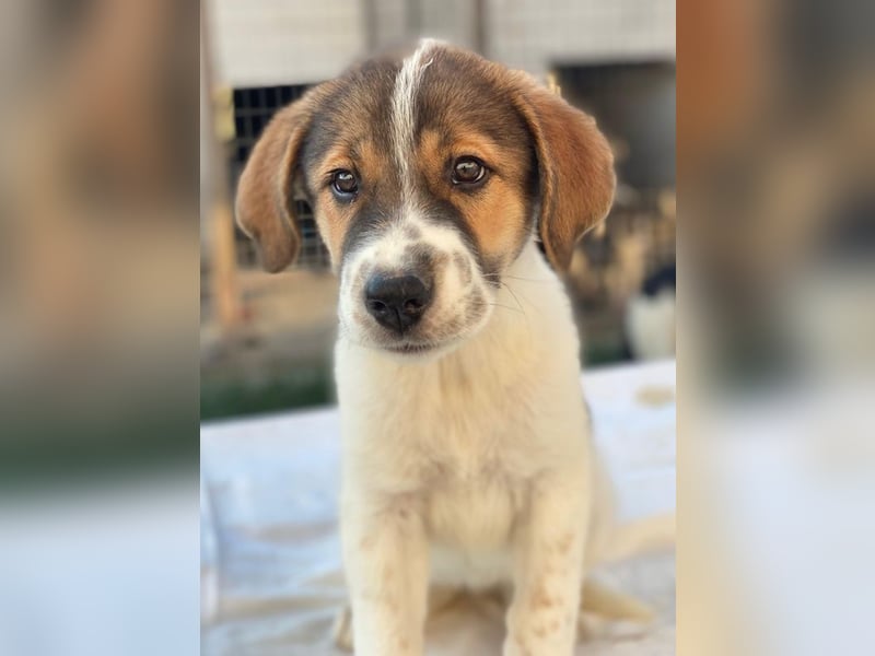 Trine, geb. ca. 05/2025, lebt in GRIECHENLAND, im städt. Tierheim Serres