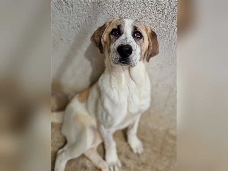 Lou, geb. ca. 11/2022, lebt in GRIECHENLAND, im städt. Tierheim Serres