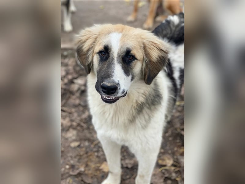 Otys, geb. ca. 03/2022, lebt in GRIECHENLAND, im städt. Tierheim Serres