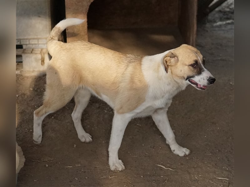 Jeanie, geb. ca. 05/2023, lebt in GRIECHENLAND, im städt. Tierheim Serres
