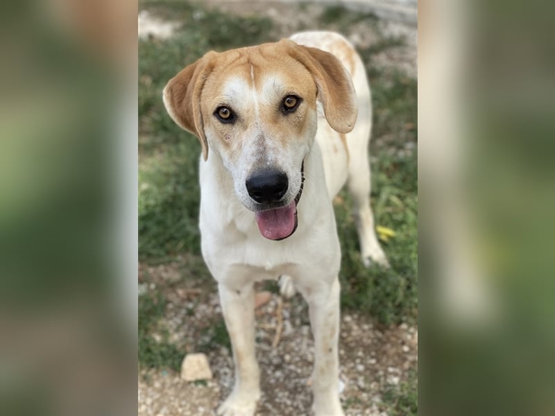 Roxi, geb. ca. 11/2022, lebt in GRIECHENLAND, im städt. Tierheim Serres