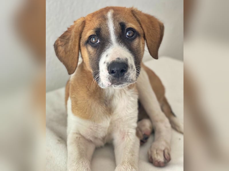 Juno, geb. 03/2025, lebt in GRIECHENLAND, im städt. Tierheim Serres