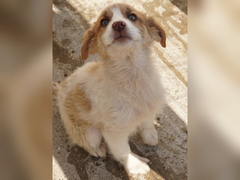 Josefine, geb. ca. 12/2025, lebt in GRIECHENLAND, im städt. Tierheim Serres